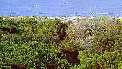 La pinéde et la plage à 50 m